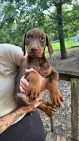 Tito, a male Doberman Pinscher for sale in Holts Summit, MO – 1 of 2