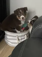 King, a male Miniature Australian Shepherd for sale in Debary, FL – 3 of 4
