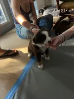 Mittens , a female Miniature Australian Shepherd for sale in Debary, FL – 2 of 2