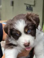 Bolt, a female Miniature Australian Shepherd for sale in Debary, FL – 1 of 2
