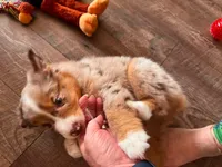 Sassy, a female Miniature Australian Shepherd for sale in Debary, FL – 2 of 3
