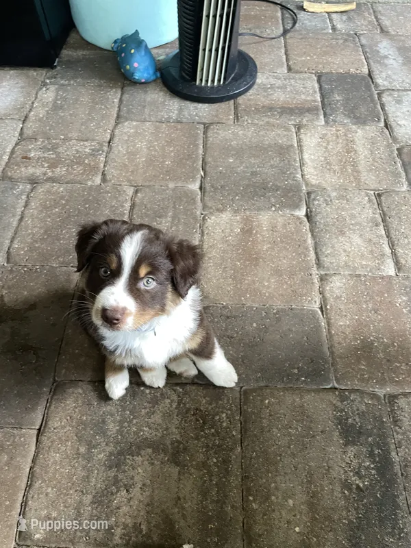 King – Miniature Australian Shepherd puppy for sale in Debary, FL