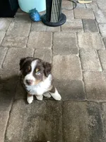 King, a male Miniature Australian Shepherd for sale in Debary, FL – 1 of 4