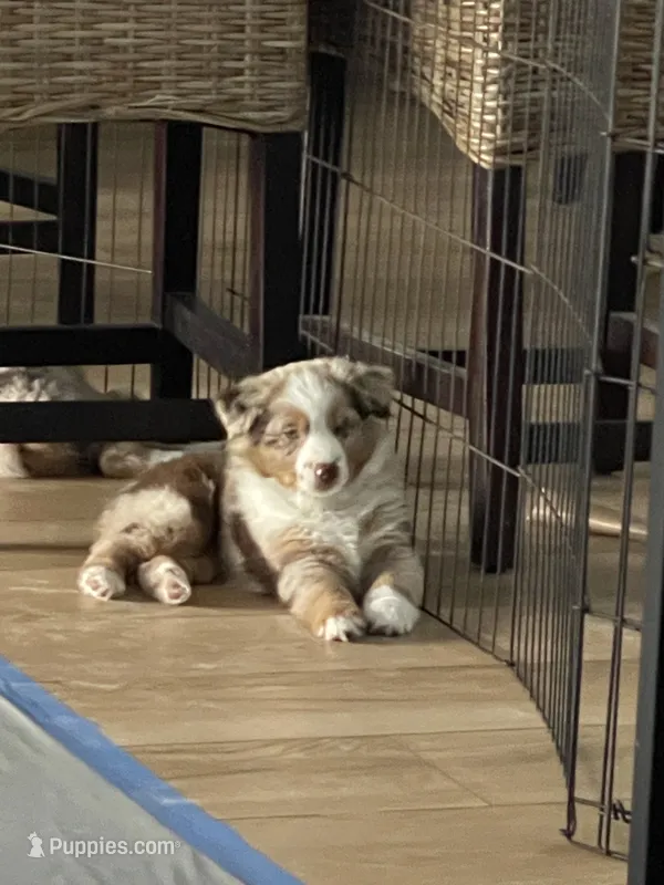 Sassy – Miniature Australian Shepherd puppy for sale in Debary, FL