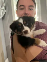 Diamond, a female Miniature Australian Shepherd for sale in Debary, FL – 2 of 2