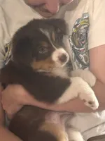 King, a male Miniature Australian Shepherd for sale in Debary, FL – 2 of 4
