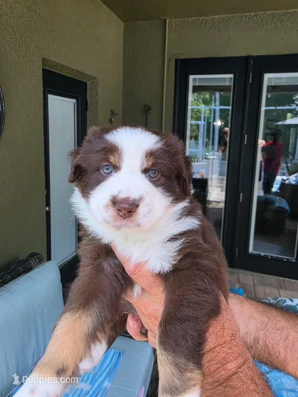 Mittens  – Miniature Australian Shepherd puppy for sale in Debary, FL