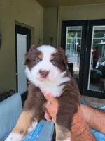 Mittens , a female Miniature Australian Shepherd for sale in Debary, FL – 1 of 2