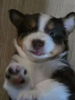 Jay, a female Miniature Australian Shepherd for sale in Debary, FL – 2 of 3