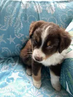 King, a male Miniature Australian Shepherd for sale in Debary, FL – 4 of 4