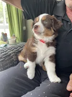 Jay, a female Miniature Australian Shepherd for sale in Debary, FL – 3 of 3