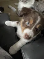 Peanut, a female Miniature Australian Shepherd for sale in Debary, FL – 4 of 4