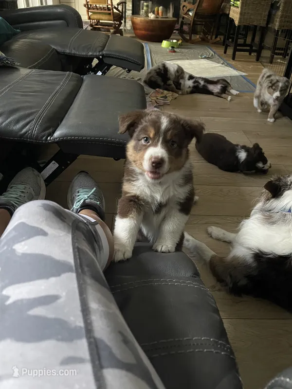 Peanut – Miniature Australian Shepherd puppy for sale in Debary, FL