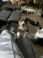 Peanut, a female Miniature Australian Shepherd for sale in Debary, FL – 1 of 4