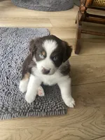 Bolt, a female Miniature Australian Shepherd for sale in Debary, FL – 2 of 2