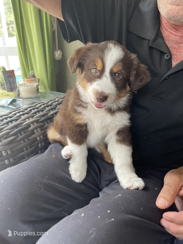 Jay – Miniature Australian Shepherd puppy for sale in Debary, FL