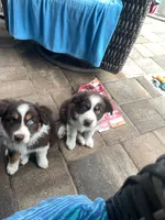 Blue, a female Miniature Australian Shepherd for sale in Debary, FL – 4 of 4