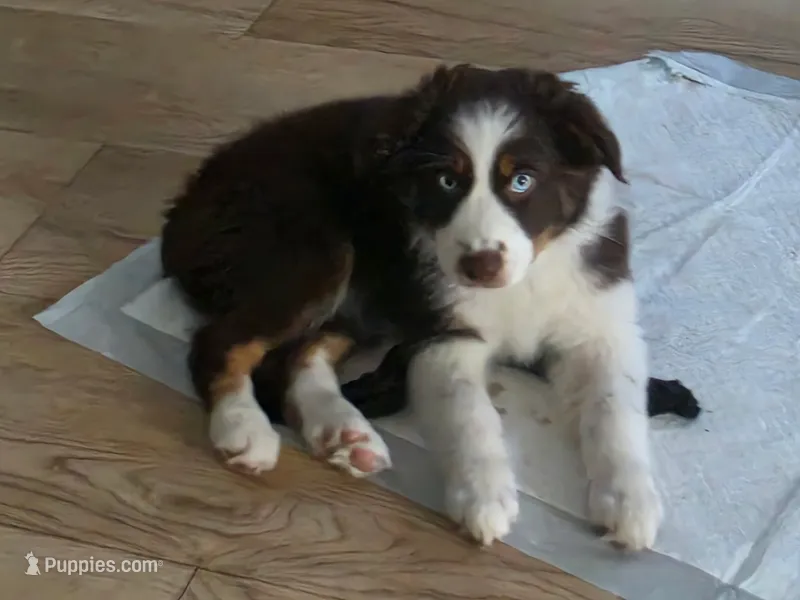 Bolt – Miniature Australian Shepherd puppy for sale in Debary, FL
