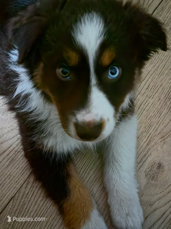 Diamond – Miniature Australian Shepherd puppy for sale in Debary, FL