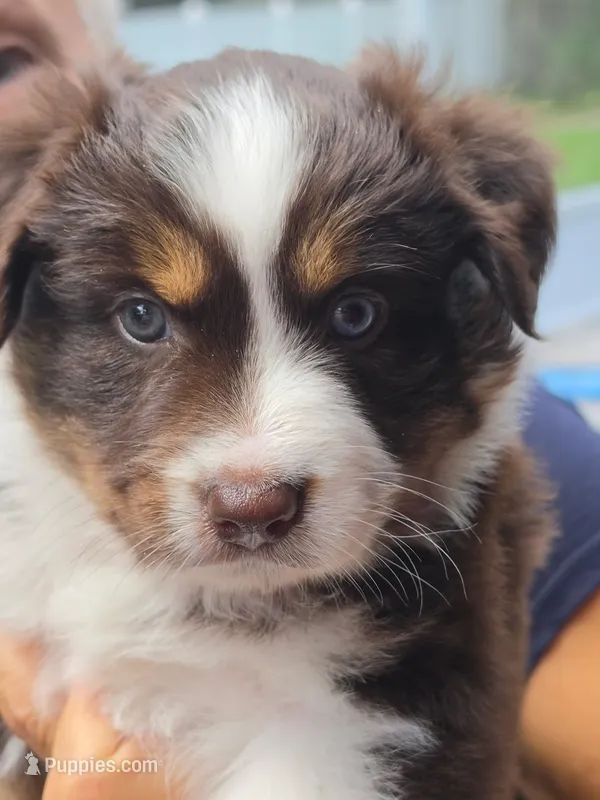 Diamond – Miniature Australian Shepherd puppy for sale in Debary, FL