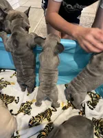 processed/61768605-e29d-479a-ad01-2513ff281858/facility/75eb07ed-f9e0-4b14-8183-63b97a5a125a