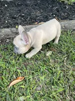 Zulu, a male French Bulldog for sale in Metairie, LA – Photo 5 of 6