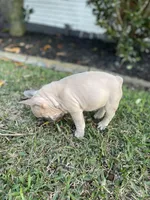 Zulu, a male French Bulldog for sale in Metairie, LA – Photo 6 of 6