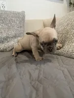 Zulu, a male French Bulldog for sale in Metairie, LA – Photo 4 of 6