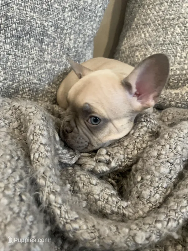 Zulu, a male French Bulldog for sale in Metairie, LA – Photo 1 of 6