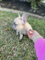 Zulu, a male French Bulldog for sale in Metairie, LA – Photo 2 of 6