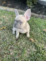 Zulu, a male French Bulldog for sale in Metairie, LA – Photo 3 of 6