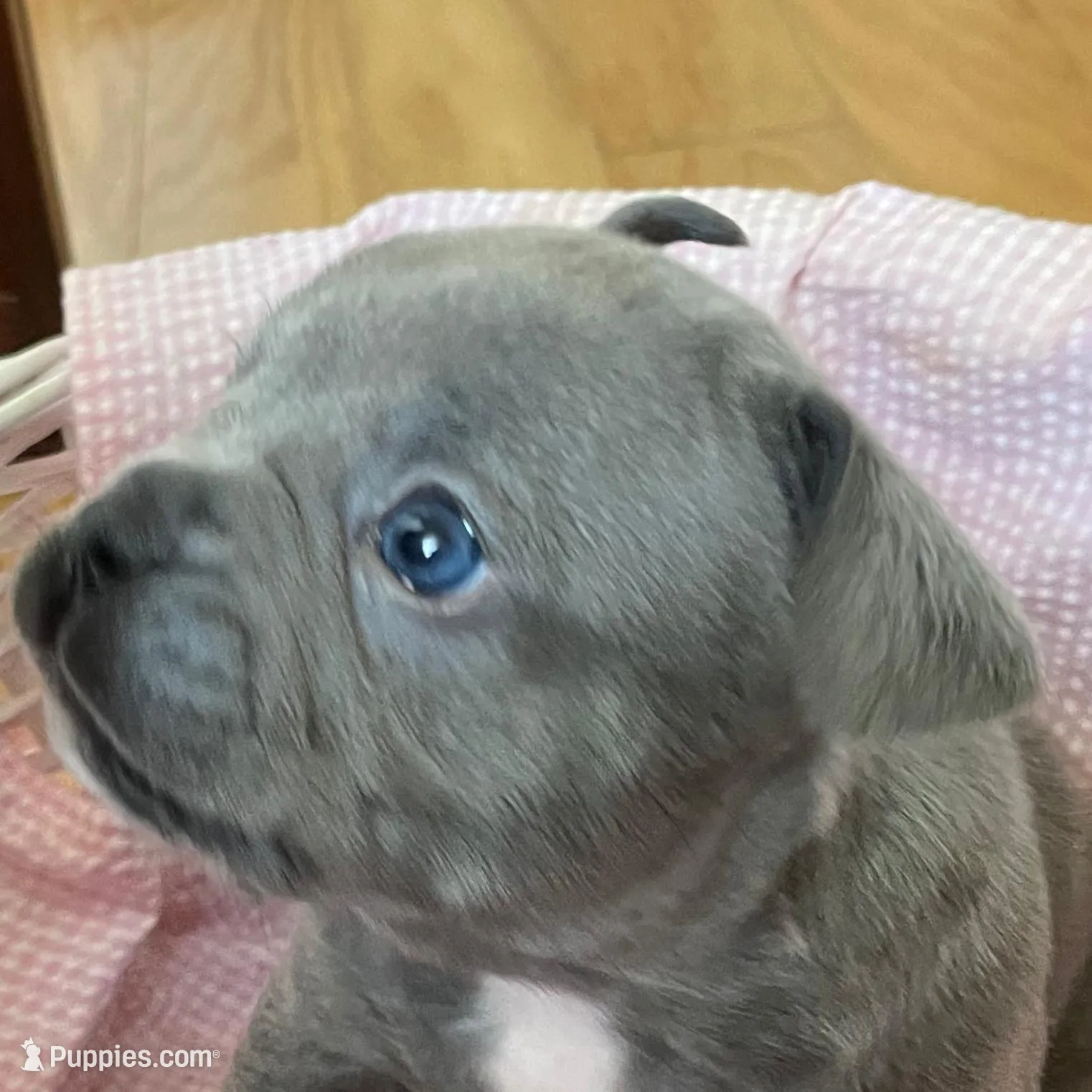 Iris, a female French Bulldog for sale in Metairie, LA – Photo 2 of 8