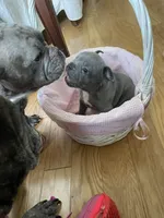 Iris, a female French Bulldog for sale in Metairie, LA – Photo 8 of 8