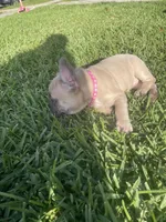 Cleo, a female French Bulldog for sale in Metairie, LA – Photo 7 of 7