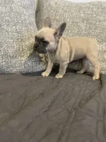 Cleo, a female French Bulldog for sale in Metairie, LA – Photo 5 of 7