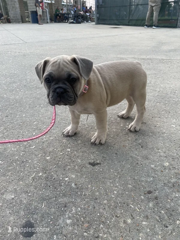 Cleo – French Bulldog puppy for sale in Metairie, LA