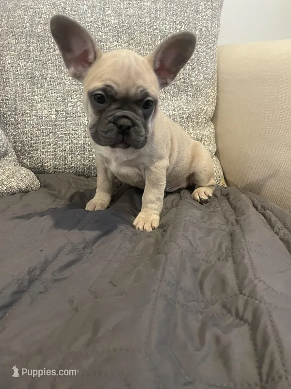Cleo – French Bulldog puppy for sale in Metairie, LA