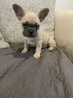 Cleo, a female French Bulldog for sale in Metairie, LA – Photo 1 of 7