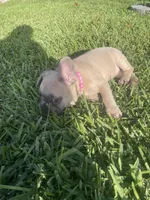 Cleo, a female French Bulldog for sale in Metairie, LA – Photo 6 of 7