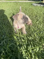 Cleo, a female French Bulldog for sale in Metairie, LA – Photo 3 of 7