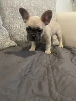 Cleo, a female French Bulldog for sale in Metairie, LA – Photo 4 of 7