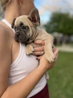 Cleo, a female French Bulldog for sale in Metairie, LA – Photo 2 of 7