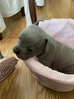 Iris, a female French Bulldog for sale in Metairie, LA – Photo 5 of 8