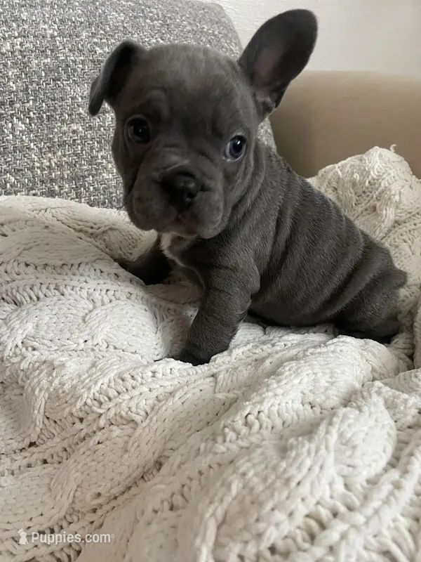 Iris – French Bulldog puppy for sale in Metairie, LA