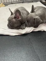 Barkus, a male French Bulldog for sale in Metairie, LA – Photo 6 of 6