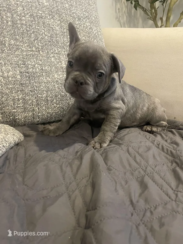Barkus – French Bulldog puppy for sale in Metairie, LA