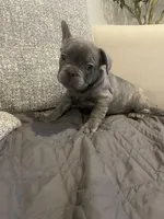 Barkus, a male French Bulldog for sale in Metairie, LA – Photo 1 of 6