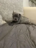 Barkus, a male French Bulldog for sale in Metairie, LA – Photo 4 of 6