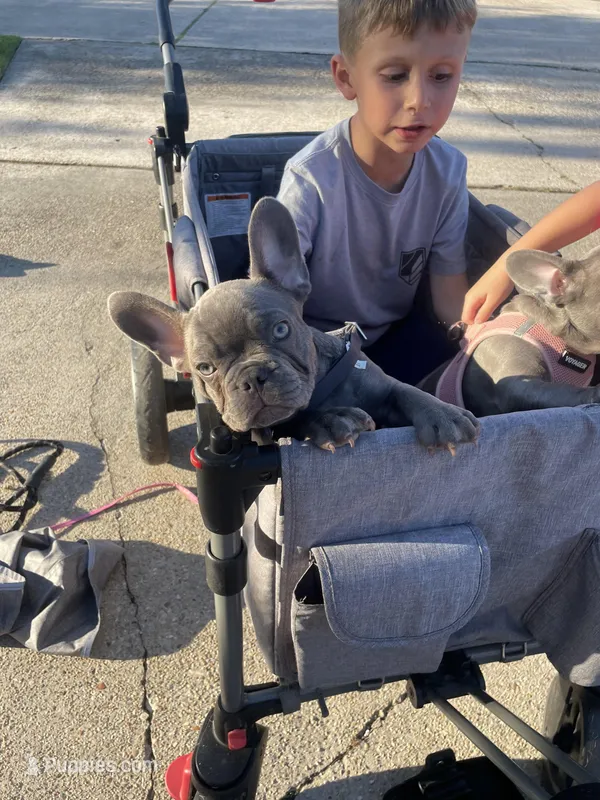 Barkus – French Bulldog puppy for sale in Metairie, LA