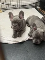 Barkus, a male French Bulldog for sale in Metairie, LA – Photo 3 of 6